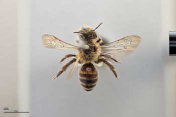 Media type: image;   Entomology 770579 Aspect: habitus dorsal view